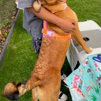 Harbor Pets - Fun Yappy Hour! - Pet Boarding Near Me