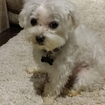 Apollo Animal Hospital - Lola says " thank you dr.renu" - Veterinarians Near Me - Surrey, British Columbia Apollo Animal Hospital - Lola says " thank you dr.renu" - Veterinarians Near Me - Surrey, British Columbia