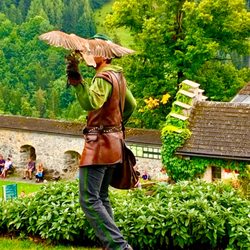 Panorama Tours & Travel - Bird's eye seats for Falconry show