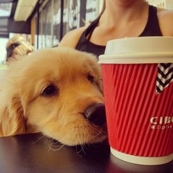 Cibo Espresso
