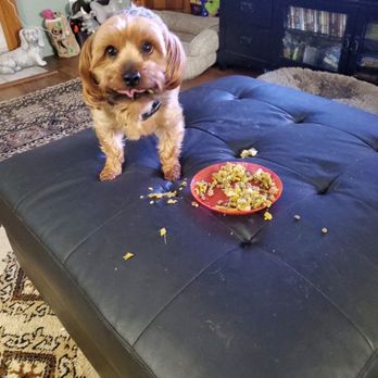 Summit Animal Hospital - Yes mom I didn't like the pea and carrots, so I made a mess!! - Veterinarians Near Me - Camas, Washington Summit Animal Hospital - Yes mom I didn't like the pea and carrots, so I made a mess!! - Veterinarians Near Me - Camas, Washington
