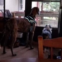 Walmart Supercenter - Getting ready to go to Walmart. My smaller dog is not going that day but will take the ride with us. My Great Dane is for stability