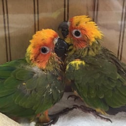All of the babies eyes look so trusting. Bird House really takes care of their birdies. Source: Bird House.