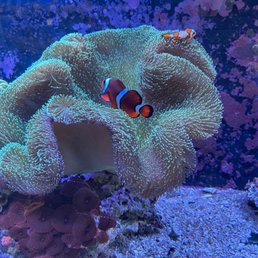 Fishie! Fishie!