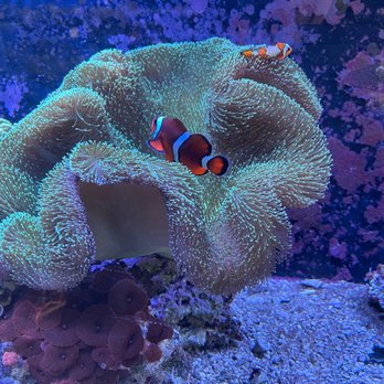 Strictly REEF - Fishie! - Aquariums Near Me - Reno, Nevada Strictly REEF - Fishie! - Aquariums Near Me - Reno, Nevada