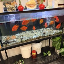 Top 1 China Express - Fish tank