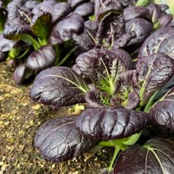San T Farms - Purple bok choy