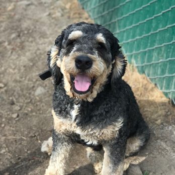 Savvy Berndoodles & Bernouviers - Pet Breeders Near Me Savvy Berndoodles & Bernouviers - Pet Breeders Near Me