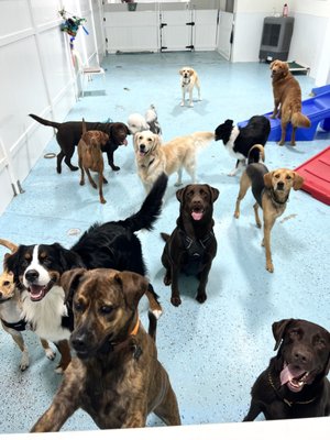 City Bark Miami by null