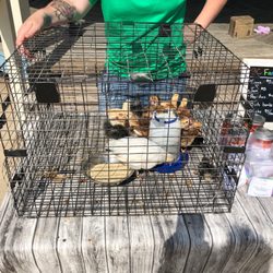 Elgin Farmers Market - Chicks