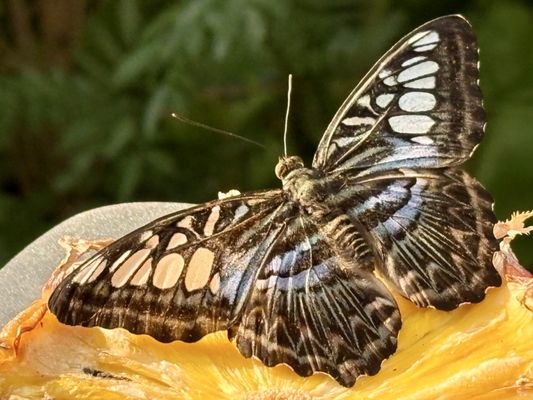 Butterfly Garden by null