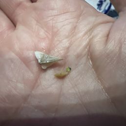 Broken pieces of clam found in dish. It was alarming! Broken pieces of clam found in dish. It was alarming!