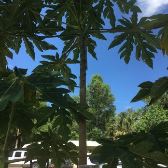 Bongard Landscaping - Fruiting female Papaya tree - Landscape Architects or Designers Near Me - Palm Beach Gardens, Florida Bongard Landscaping - Fruiting female Papaya tree - Landscape Architects or Designers Near Me - Palm Beach Gardens, Florida