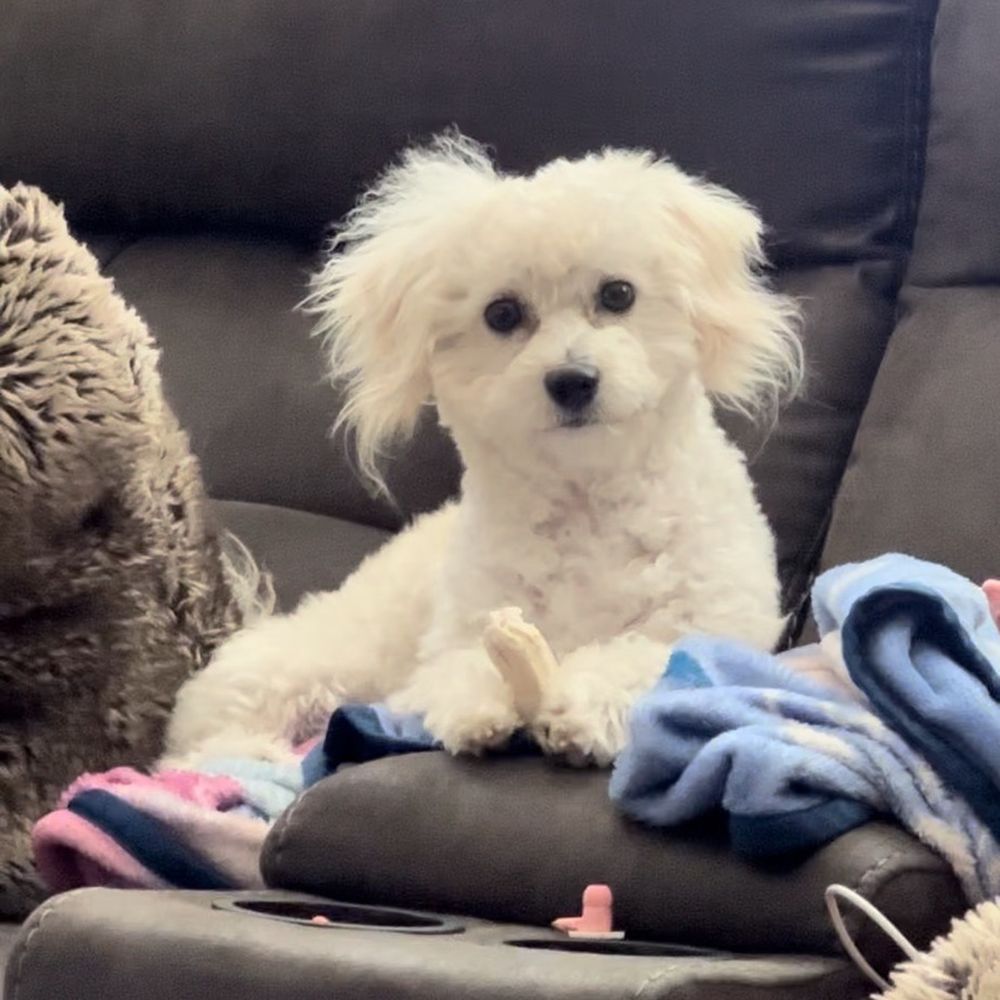 Pampered Paws - Pet Groomers Near Me - Manteca, California Pampered Paws - Pet Groomers Near Me - Manteca, California