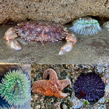 Natural Bridges State Beach - Tide pool finds - Beaches Near Me - Santa Cruz, California Natural Bridges State Beach - Tide pool finds - Beaches Near Me - Santa Cruz, California
