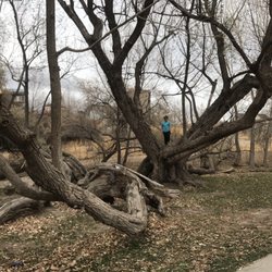 Dry Creek Trail Park Disc Golf Course - These gnarly trees are so much fun!