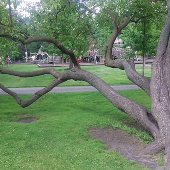 Indian Boundary Park - Cool looking tree in the park - Parks Near Me - Chicago, Illinois