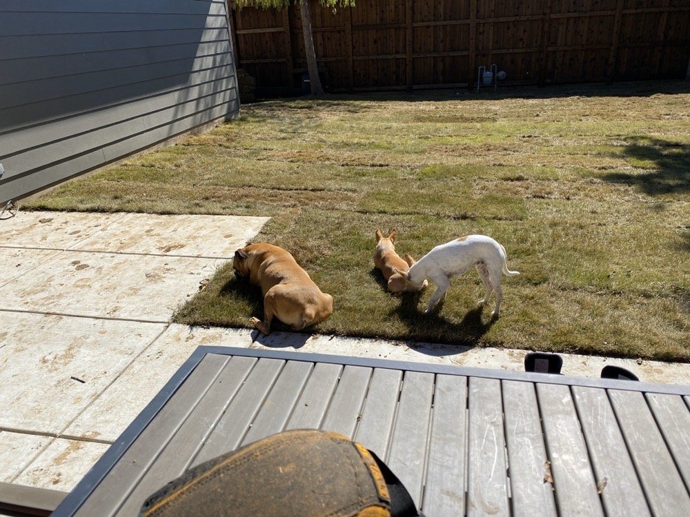 TRINITY TURF NURSERY Updated September 2024 10815 Foutch Rd, Pilot