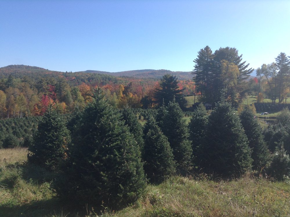 LOBDELL’S CHRISTMAS TREE FARM Updated July 2024 88 Gale Chandler Rd