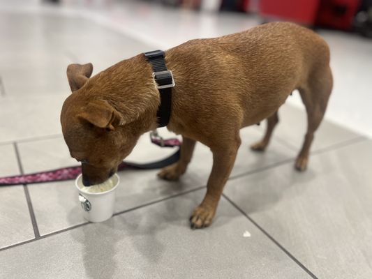 Lucky Dog Animal Rescue by null