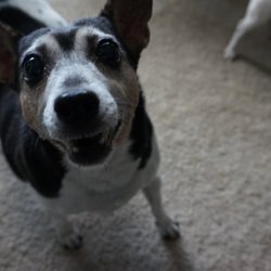 Orlando Dog Mom - Always excited for her visits!
