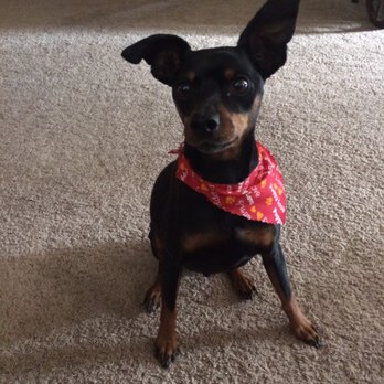 Kathy's Canine Connection - KingPin - Pet Groomers Near Me - Redding, California