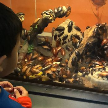Pacific Science Center - Museums Near Me - Seattle, Washington Pacific Science Center - Museums Near Me - Seattle, Washington