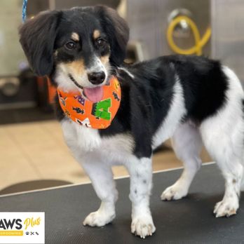 Pawsplus Daycare - Parker - Pet Groomers Near Me - Toronto, Ontario Pawsplus Daycare - Parker - Pet Groomers Near Me - Toronto, Ontario