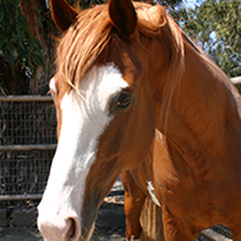 The Equine Center - Veterinarians Near Me - San Luis Obispo, California The Equine Center - Veterinarians Near Me - San Luis Obispo, California