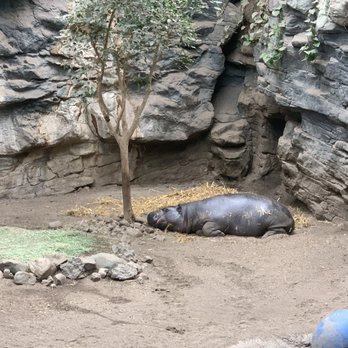 Franklin Park Zoo - Zoos Near Me - Boston, Massachusetts Franklin Park Zoo - Zoos Near Me - Boston, Massachusetts