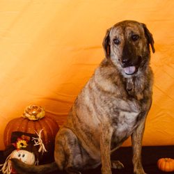Camp Marlin Doggie Daycare