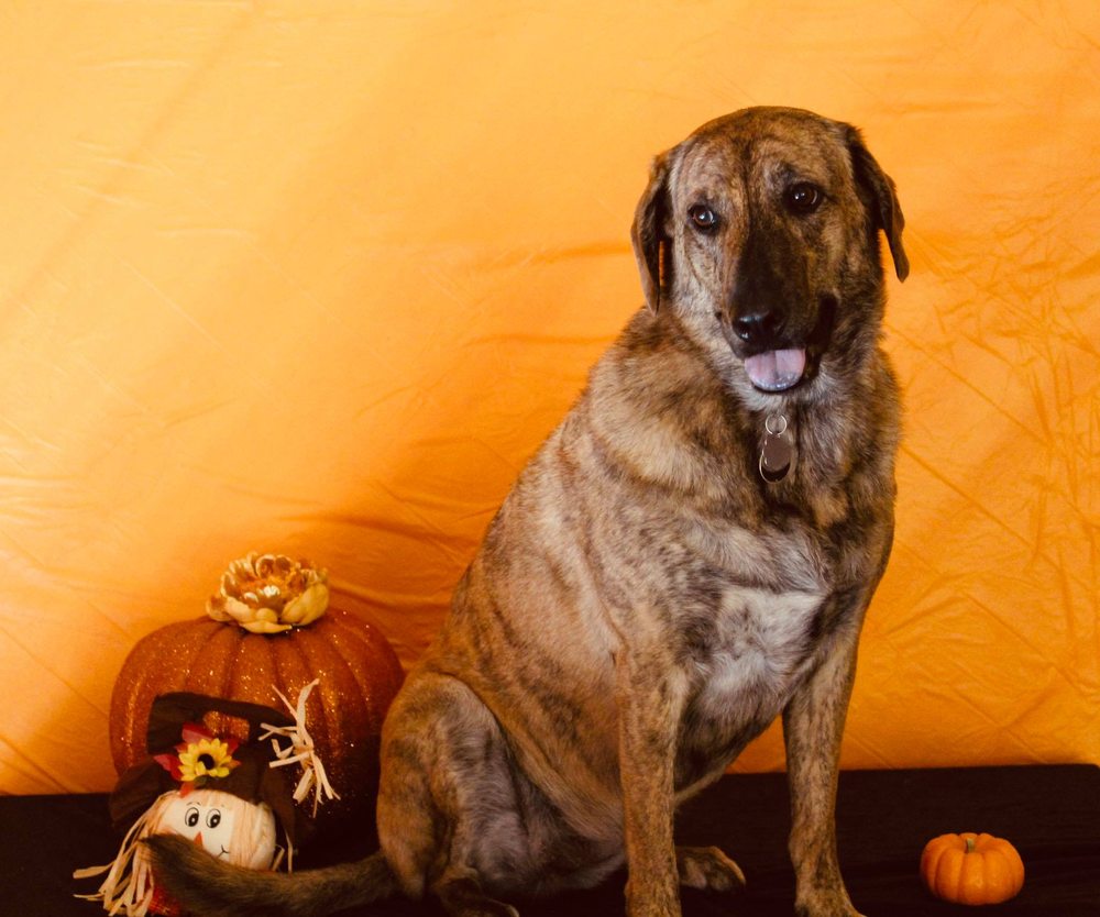 Camp Marlin Doggie Daycare Image