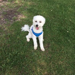 Wicker Memorial Park Dog Run - My dog is happy as can be here!!