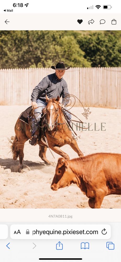 Joe Ammann Cutting Horses - equestrian in Westmoreland, KS