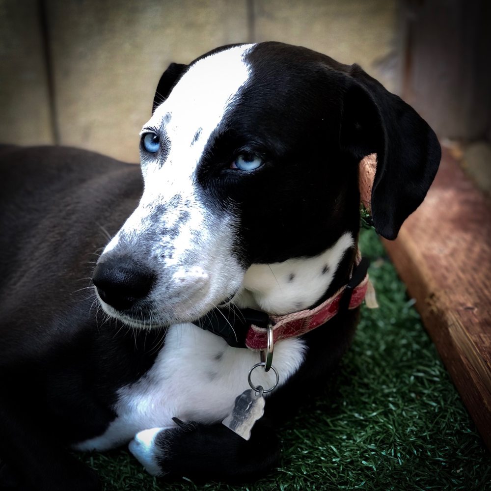 RANCHO COASTAL HUMANE SOCIETY 75 Photos & 109 Reviews 389 Requeza