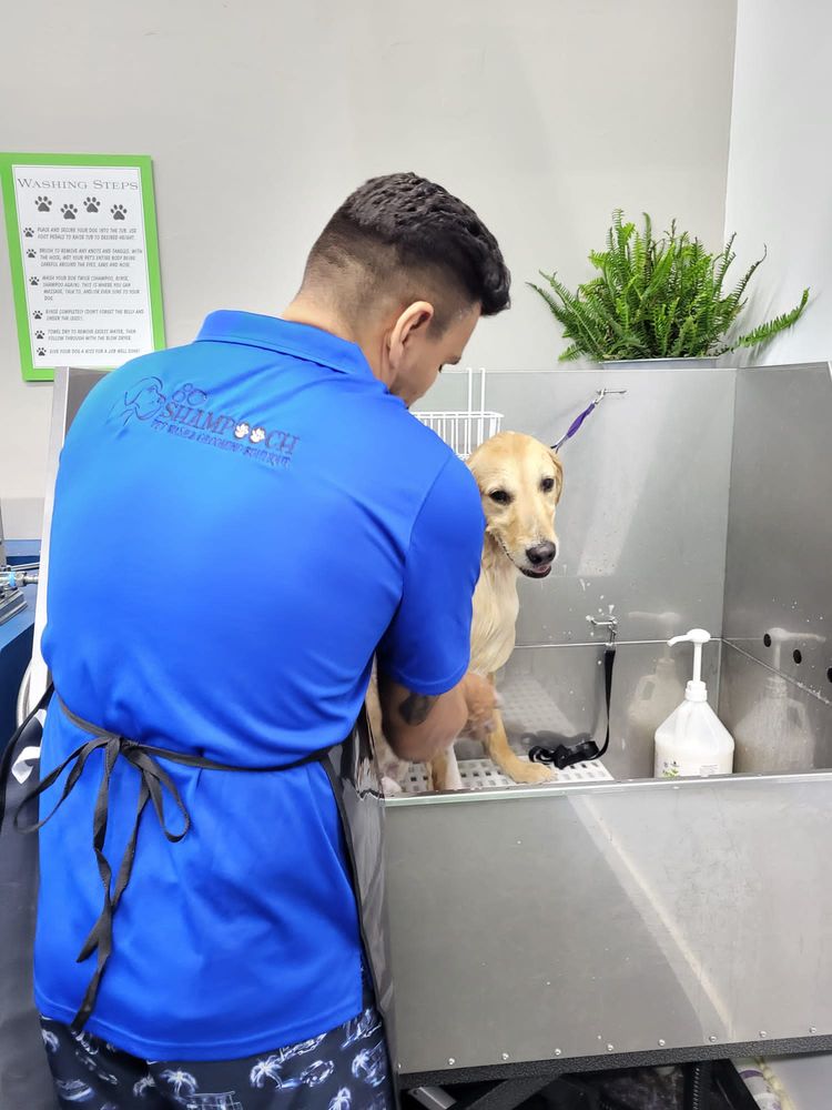 SHAMPOOCH Updated September 2024 42 Photos 819 N Federal Hwy, Fort Lauderdale, Florida