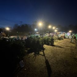 Christmas Tree Farm