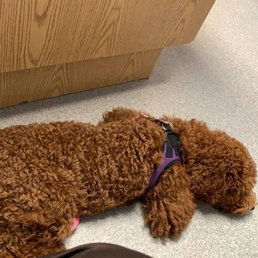 Minzi waiting for Doc.