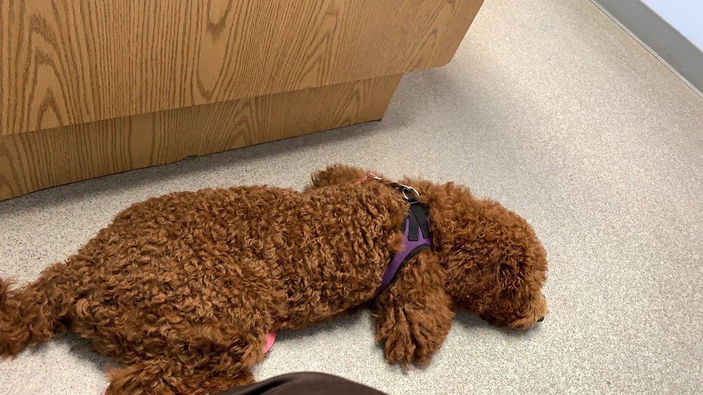 SEVERN SQUARE VETERINARY HOSPITAL 17 Reviews 2620 Annapolis Rd, Severn, Maryland