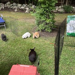 Animal Craze - Bunnies
