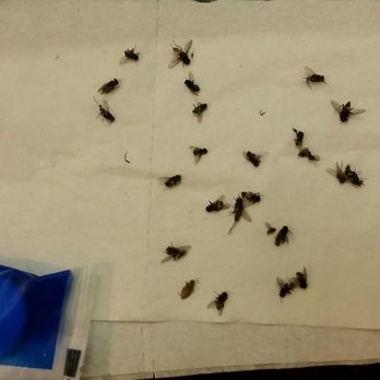 Motel 6 - All the flies I killed that where all over our room - Hotels Near Me - Westley, California