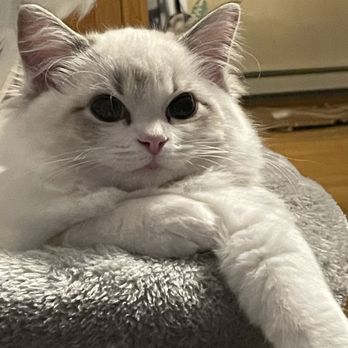 Ragdoll Tales - Cat - Pet Breeders Near Me - Armonk, New York Ragdoll Tales - Cat - Pet Breeders Near Me - Armonk, New York