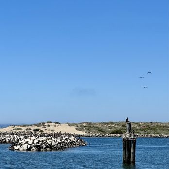Sea Goddess Whale Watching - Birds - Whale Watching Tours Near Me - Moss Landing, California Sea Goddess Whale Watching - Birds - Whale Watching Tours Near Me - Moss Landing, California