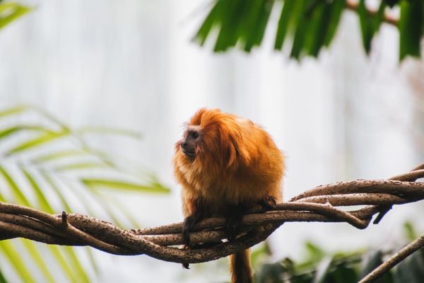 Roger Williams Park Zoo by null
