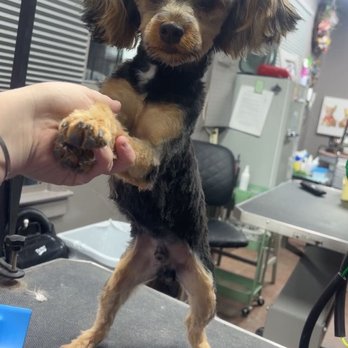 Animal Boutique - After Photo - Pet Groomers Near Me - Martinez, Georgia