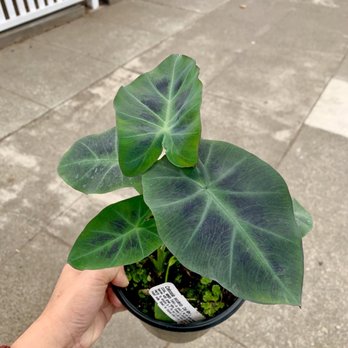 Encinal Nursery - Love these leaves! - Nurseries & Gardening Near Me - Alameda, California