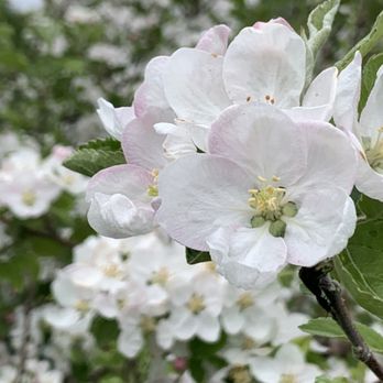Stone Brook Hill Farm - Apple Blooms! - Pick Your Own Farms Near Me - Gilford, New Hampshire Stone Brook Hill Farm - Apple Blooms! - Pick Your Own Farms Near Me - Gilford, New Hampshire