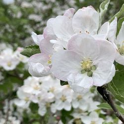Stone Brook Hill Farm - Apple Blooms!