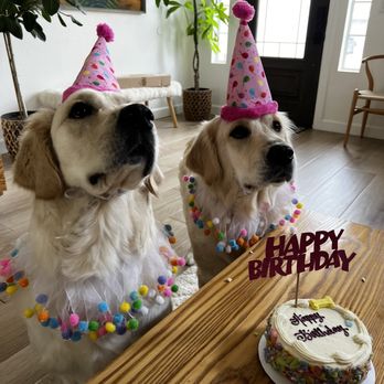 Happy Tails Barkery - Pet Stores Near Me - Gilbert, Arizona