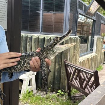 Sawgrass Recreation Park - The baby gator. We got to touch him, too. - Parks Near Me - Weston, Florida Sawgrass Recreation Park - The baby gator. We got to touch him, too. - Parks Near Me - Weston, Florida